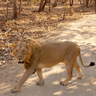 Male Asiatic Lion Gir Forest Gujarat India