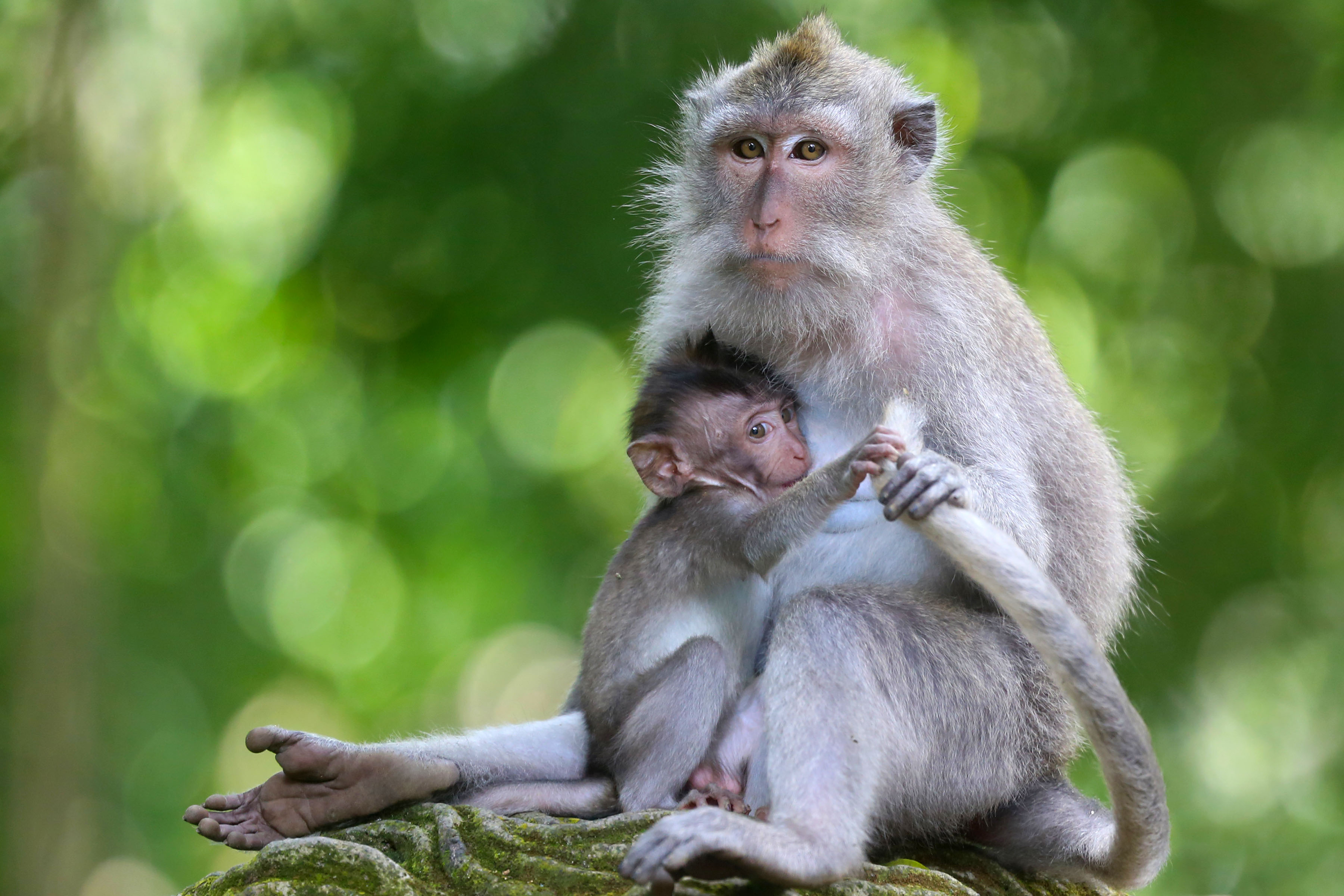 8. Play with wild Macaque Monkeys Monkey Forest Bali, Indonesia