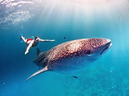 Swimming with Whale Sharks  Mexico