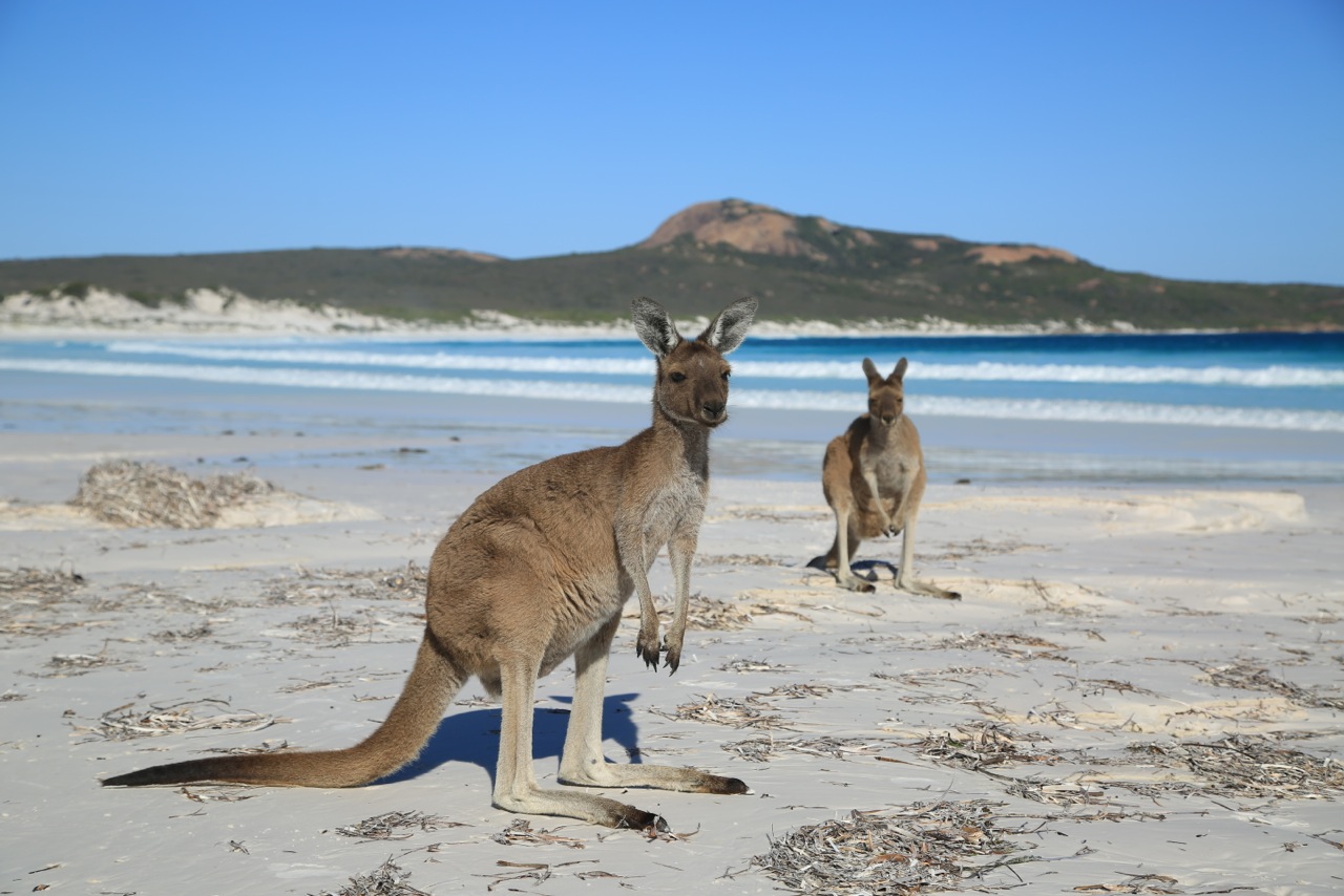 Kangaroos on the beach: The 'World's Whitest Beach' Lucky Bay Esperance Western Australia