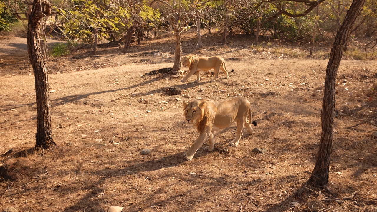Asiatic Lions roam in Gir Forest Gujarat