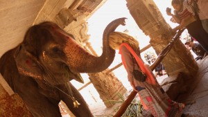 Elephant blessing at a Virupaksha Temple Karnataka, India