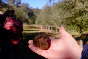 Australian truffles